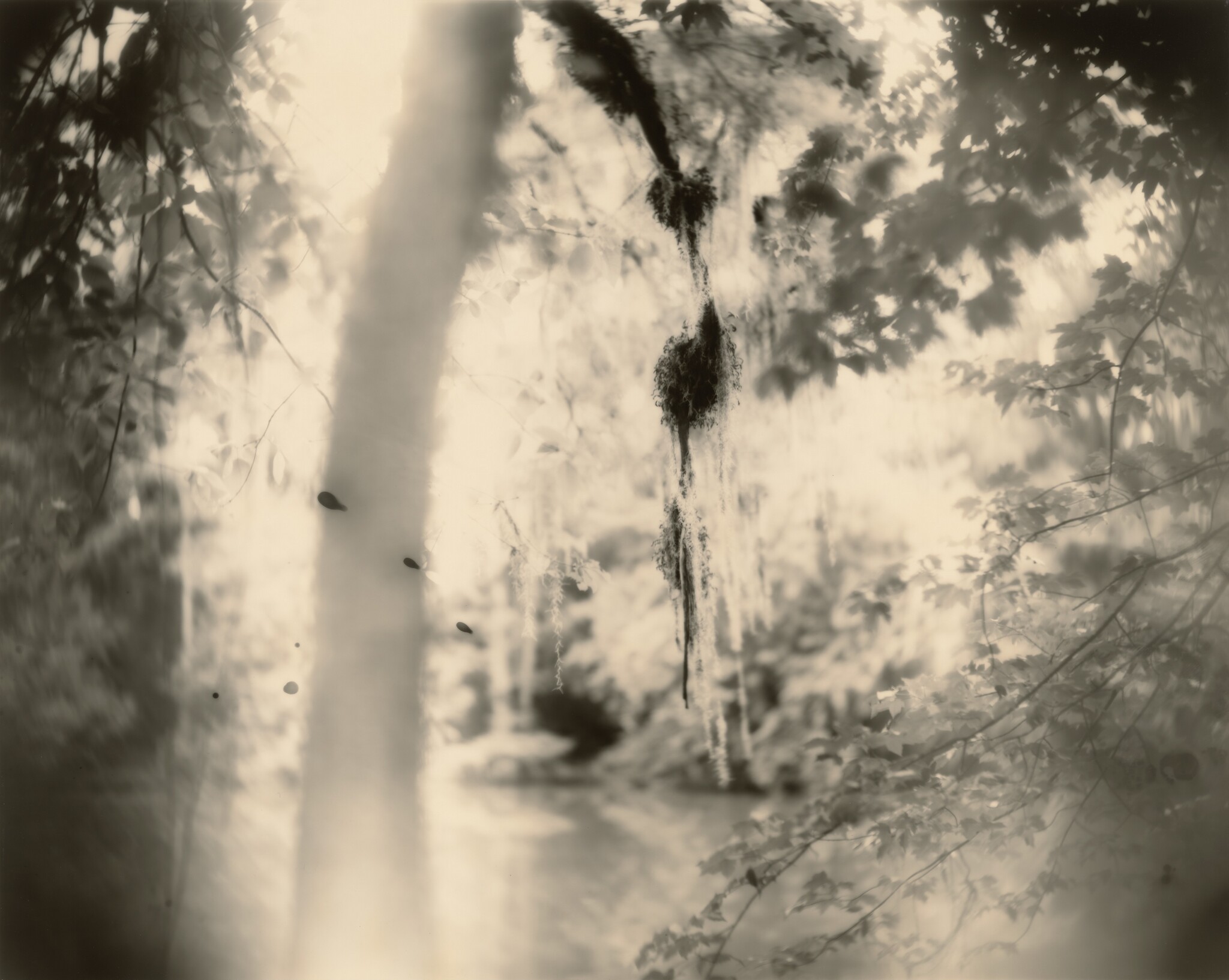 Blurry monotone photograph of tree branches with leaves and moss. Three dark imperfections that look like drops are contrasted against part of the clear background.