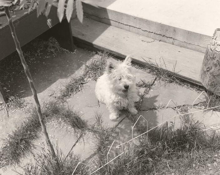 Robert Adams, Longmont, Colorado, 1982–1992
