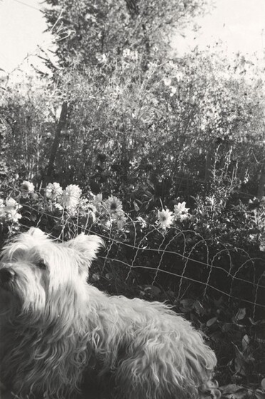 Robert Adams, Longmont, Colorado, 1982–1992