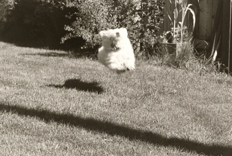 Robert Adams, Longmont, Colorado, Sally, the Backyard, 1982