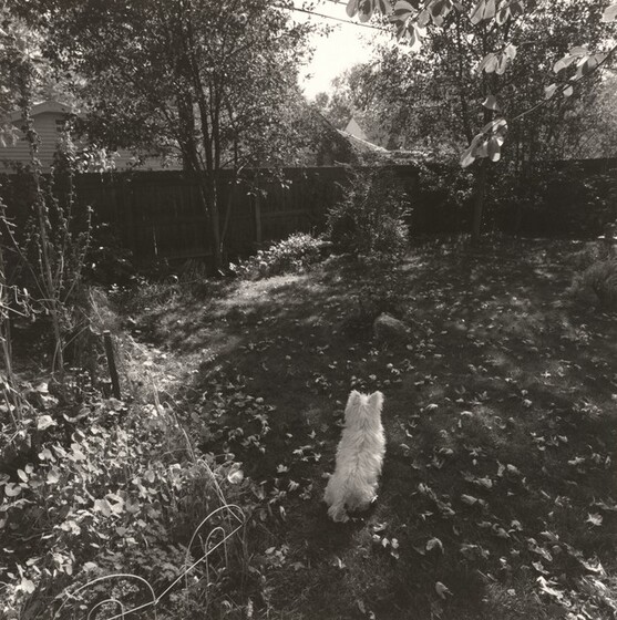 Robert Adams, Longmont, Colorado, 1982–1992