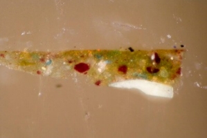 Cross Section from Priapus' Robe, Viewed with Transmitted Light