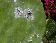 chemical-char-colorants