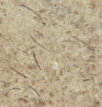 detail photograph of wool fibers embedded in clay